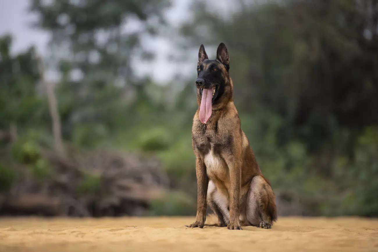 sniffer-dog